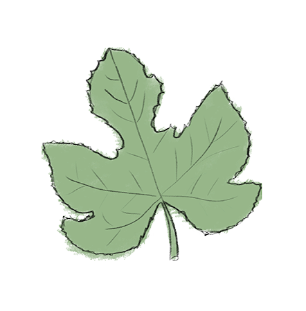 ILLUSTRATIONS PNG FEUILLE