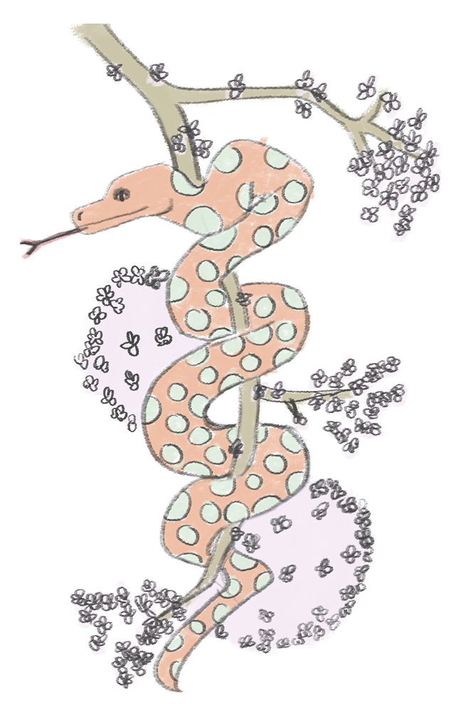 ILLUSTRATIONS PNG SERPENT